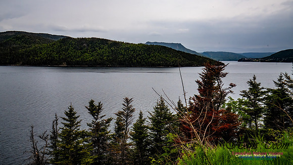 Newfoundland 115
