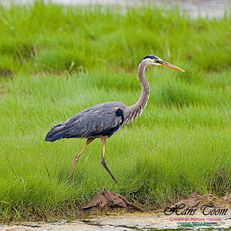 Great Blue Heron 2