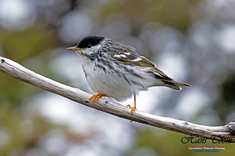 Blackpoll Warbler