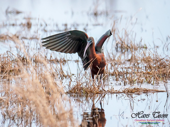 Glossy Ibis 14