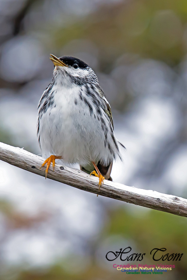 Blackpoll Warbler