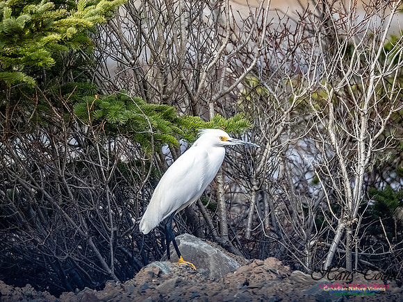 Snowy Egret 107