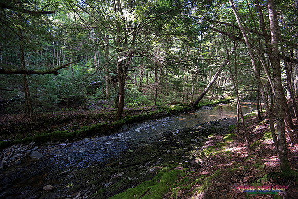Butchers River