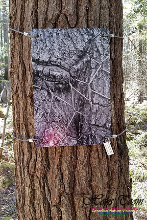 Tree Photo #7