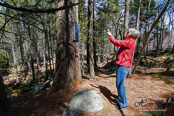 Tree Versus Trail
