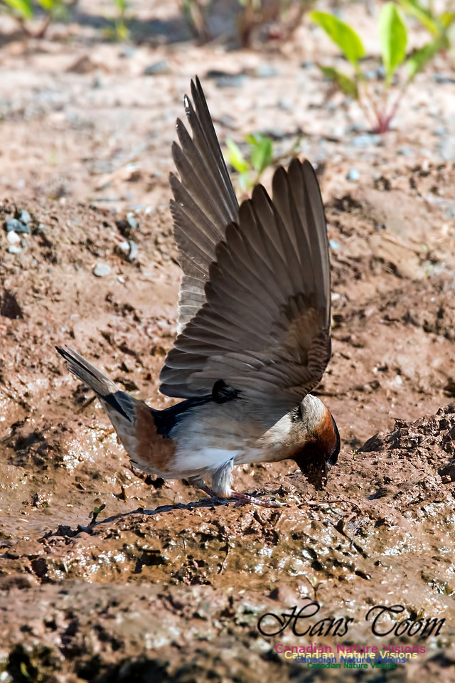 Cliff Swallow