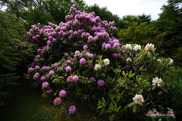Annapolis Royal Historic Gardens