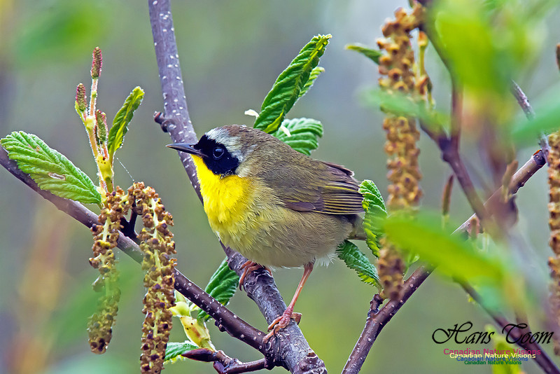 Common Yellowthroat