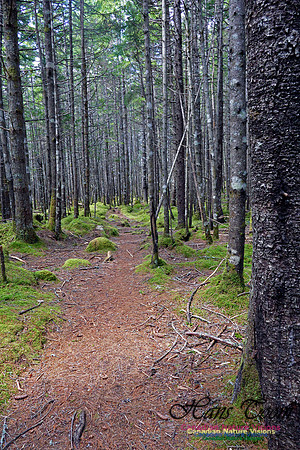 Old Annapolis Road Trail 2016