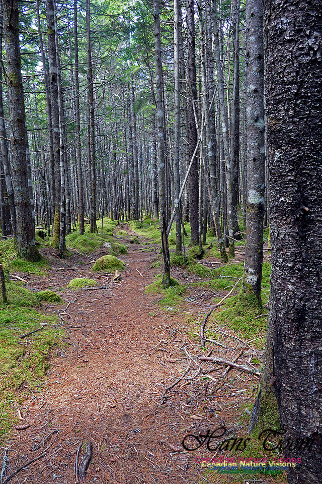 Old Annapolis Road Trail 2016
