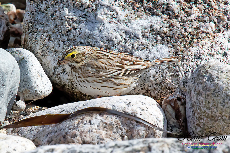 Ipswich Sparrow