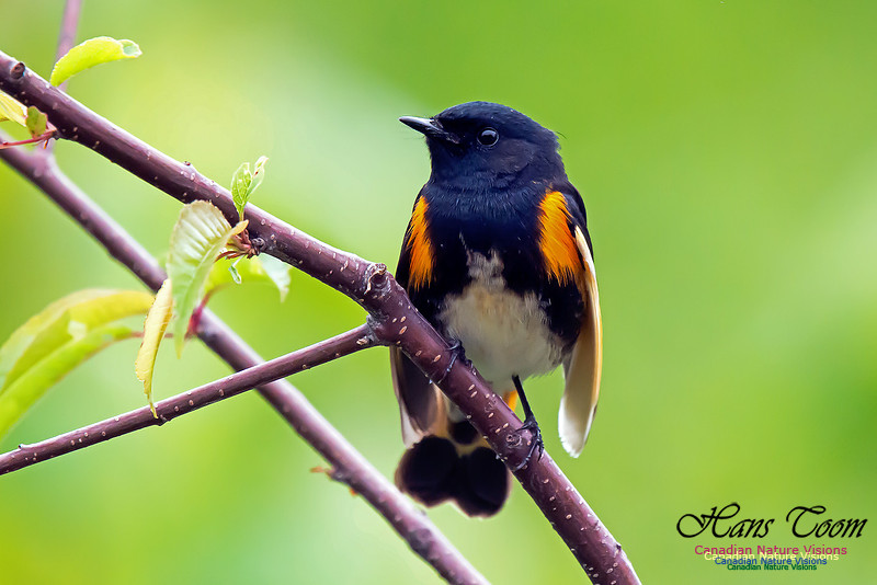 American Redstart