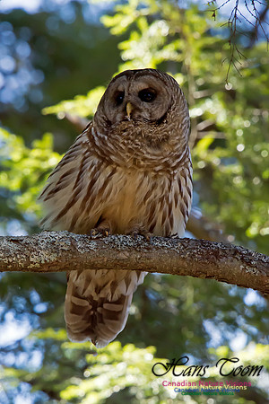 Barred Owl