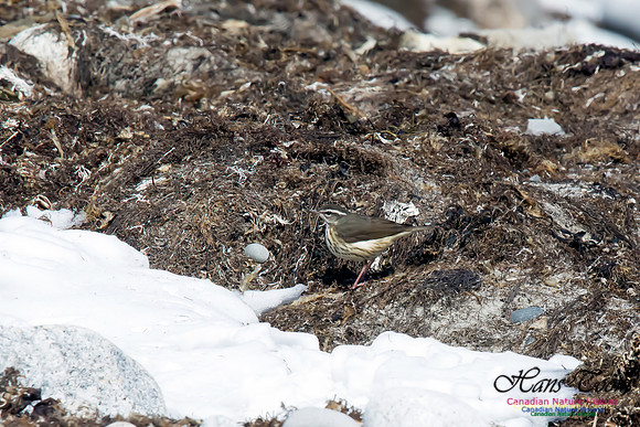 Louisiana Waterthrush