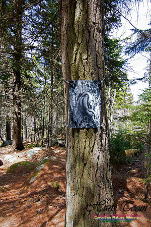 Tree Versus Trail