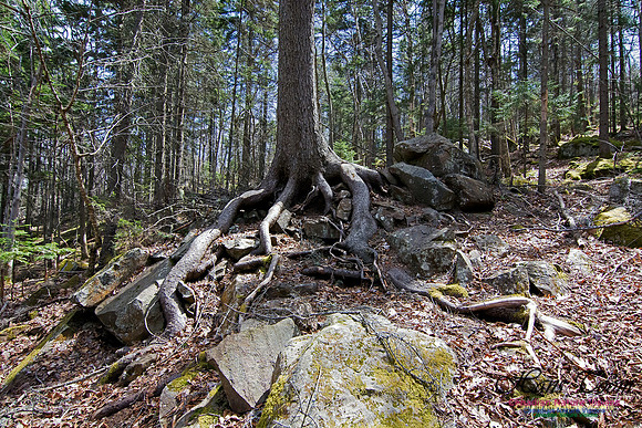 Tree Versus Trail