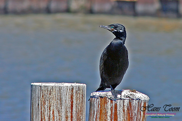 Neotropic Cormorant