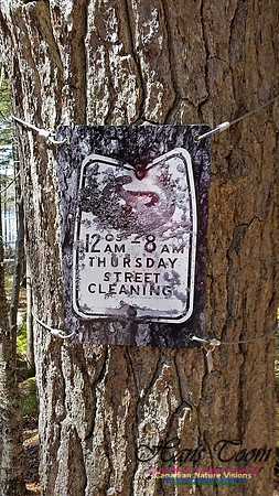 Tree Photo #8