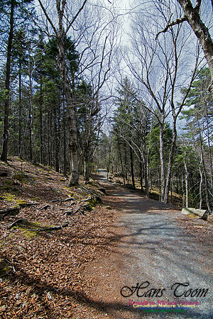 Tree Versus Trail