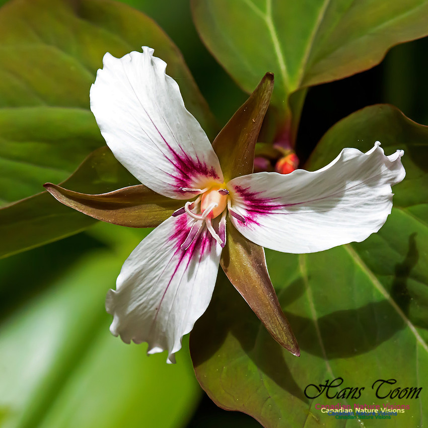Painted Trillium
