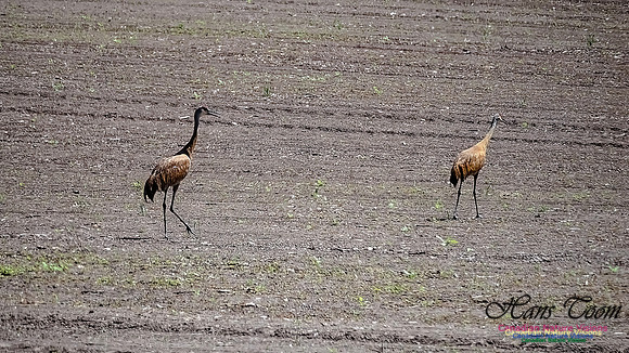 Sandhill Cranes 707