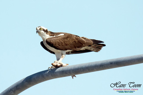 Osprey