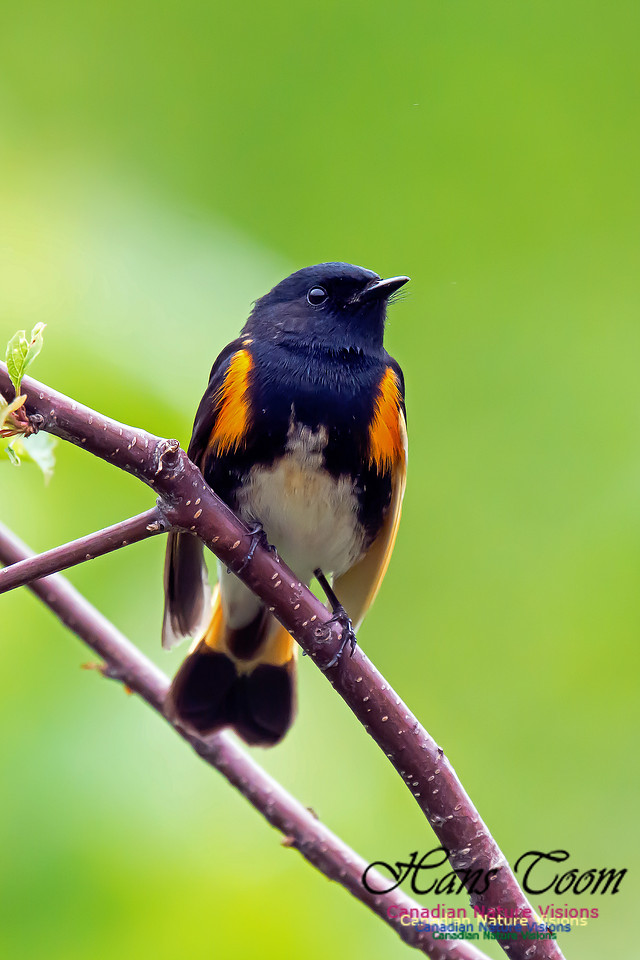 American Redstart