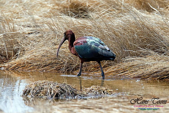 Glossy Ibis
