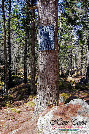 Tree Versus Trail