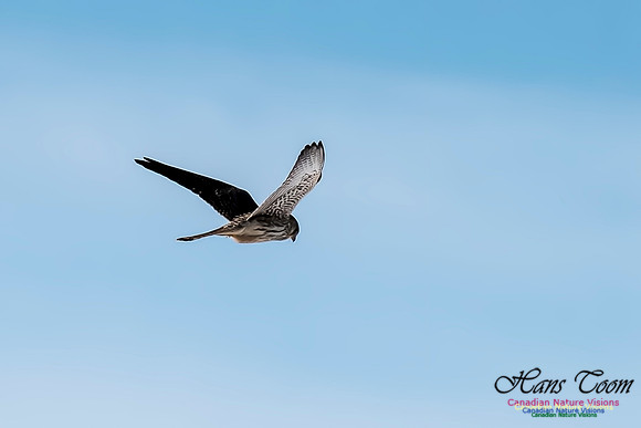 Eurasian Kestrel