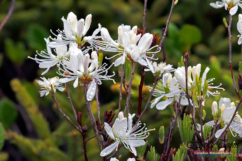 White Rhodora