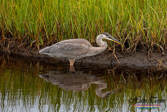 Great Blue Heron 212