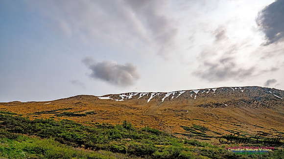 Newfoundland 105