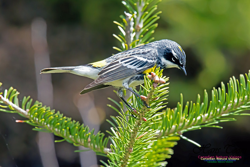 Yellow-rumped Warbler