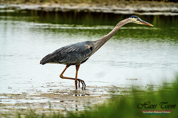 Great Blue Heron 703