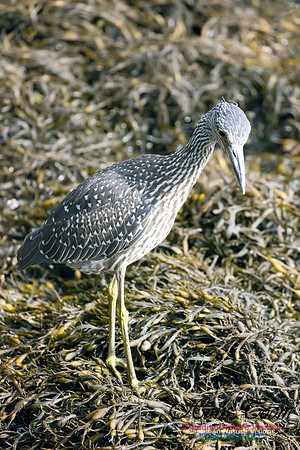 Yellow-crowned Night Heron 3