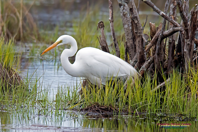 Great Egret