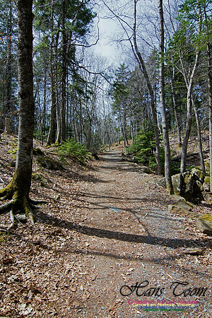Tree Versus Trail