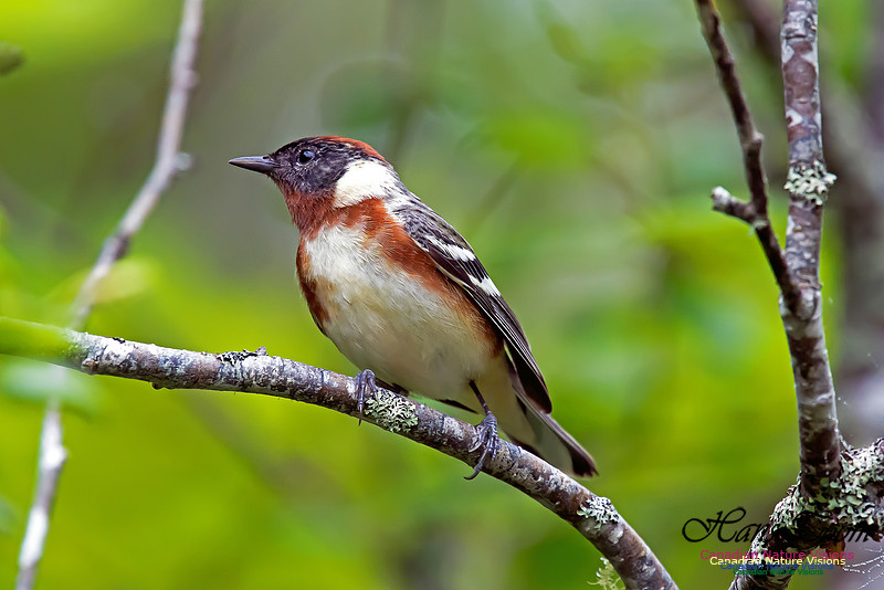 Bay-breasted Warbler