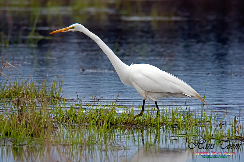 Great Egret