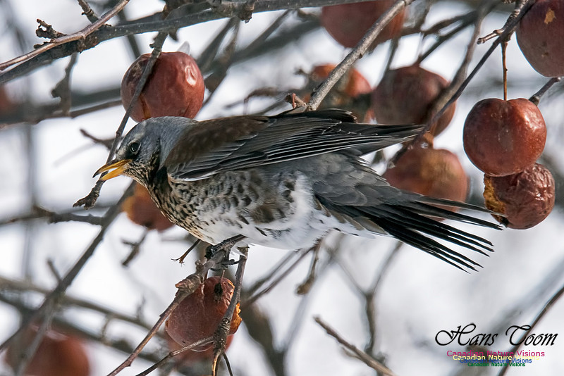 Fieldfare