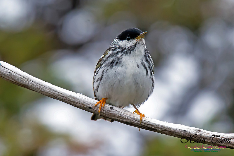 Blackpoll Warbler