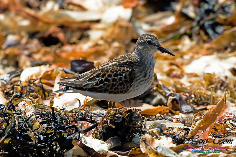 Least Sandpiper