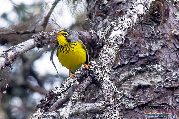 Canada Warbler