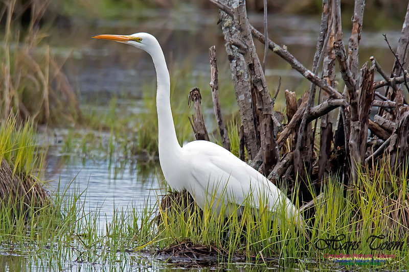 GreatEgret60