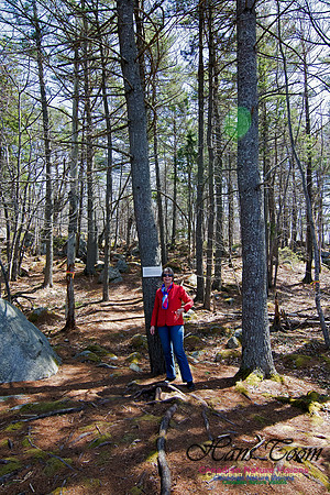 Tree Versus Trail