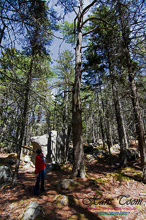 Tree Versus Trail