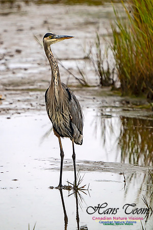Great Blue Heron 300