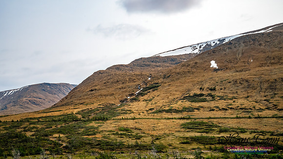 Newfoundland 109