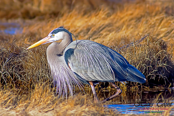 Tricoloured Heron 38